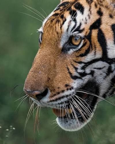 Wildlife, 399 × 501, before upscaling