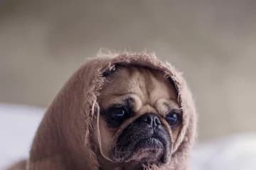 Pug, 360 × 240, before upscaling
