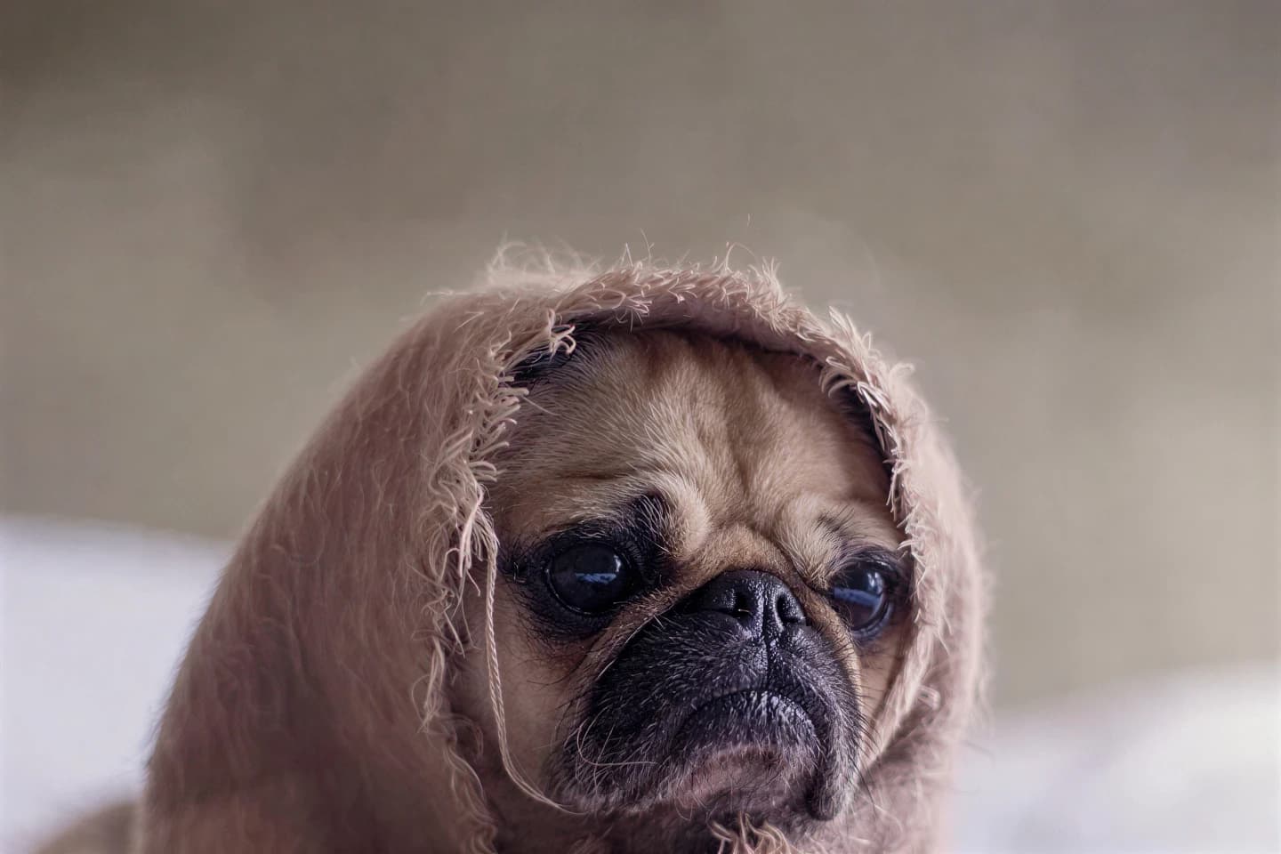 Pug, 360 × 240, upscaled 4×